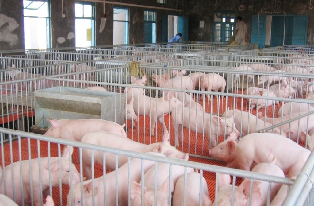 京基智农：生猪养殖业务已经超过地产业务成公司收入贡献主力