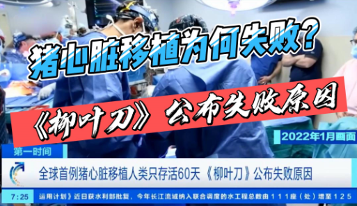 全球首例猪心脏移植人类只存活60天，《柳叶刀》公布失败原因！