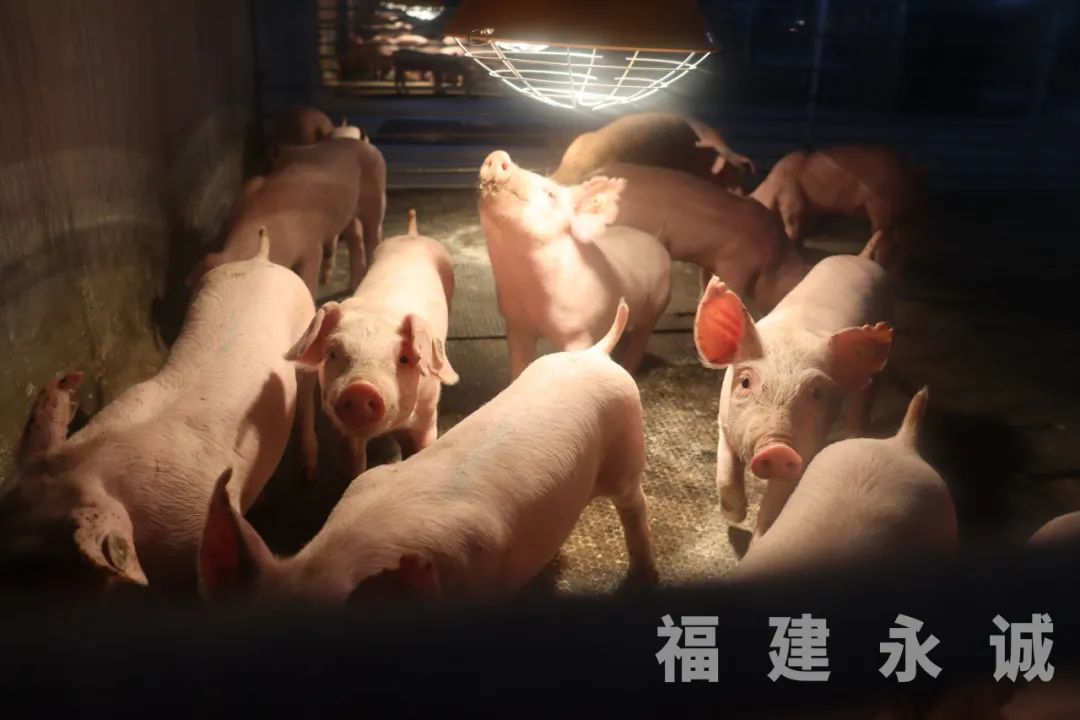 永诚基因丨大白公猪荣登榜首，长速比肩杜洛克！