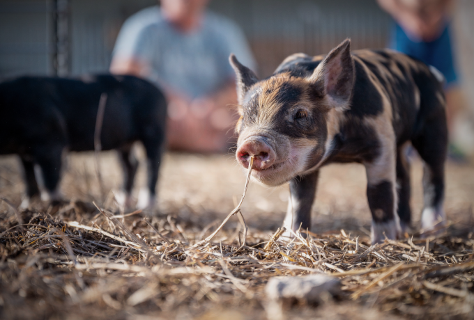 受非洲猪瘟影响，菲律宾农业部计划进口猪肉