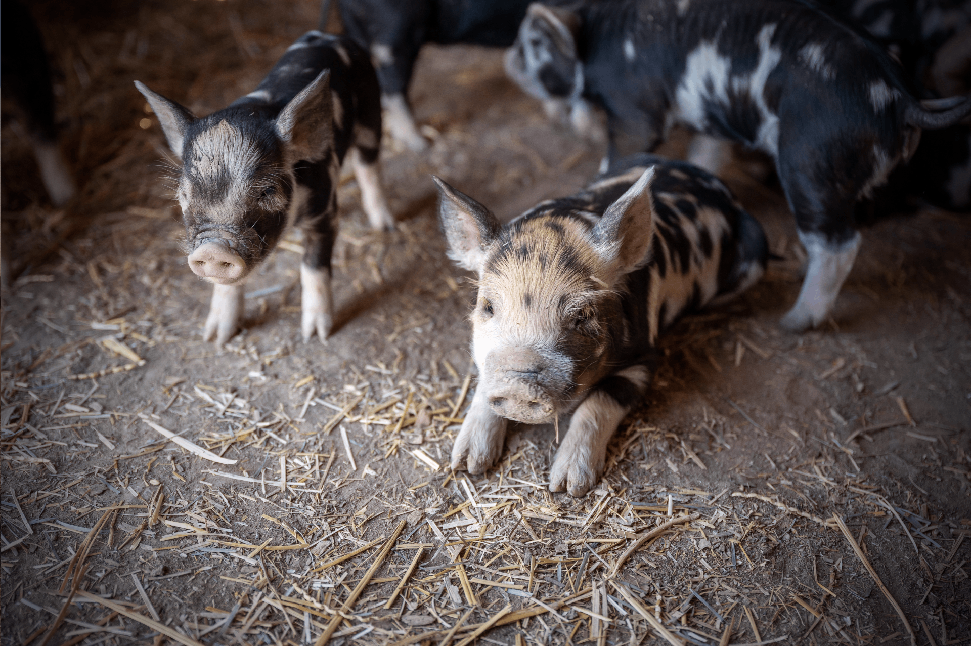 能繁母猪基础保有量降至3900万头！对市场有何影响？猪价会因此大涨吗？