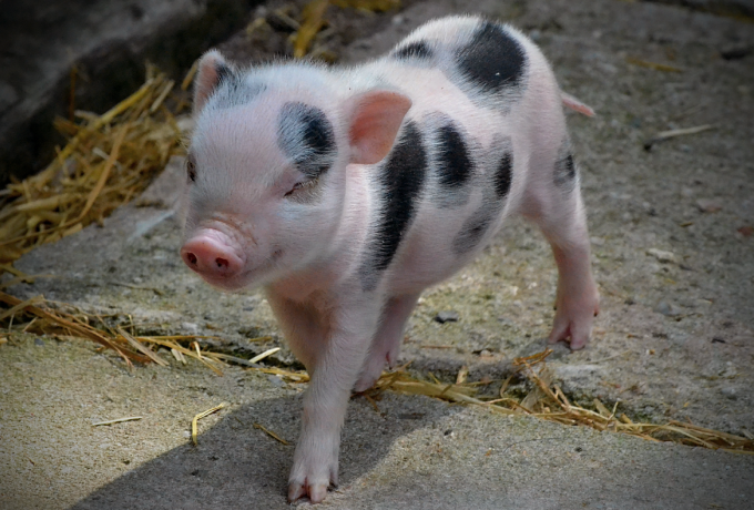 关于《生猪产能调控实施方案（2024年修订）》的一些思考