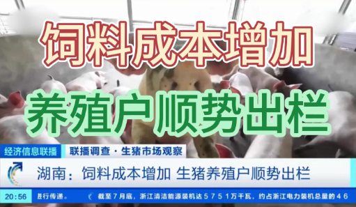 饲料成本增加，生猪养殖户顺势出栏！