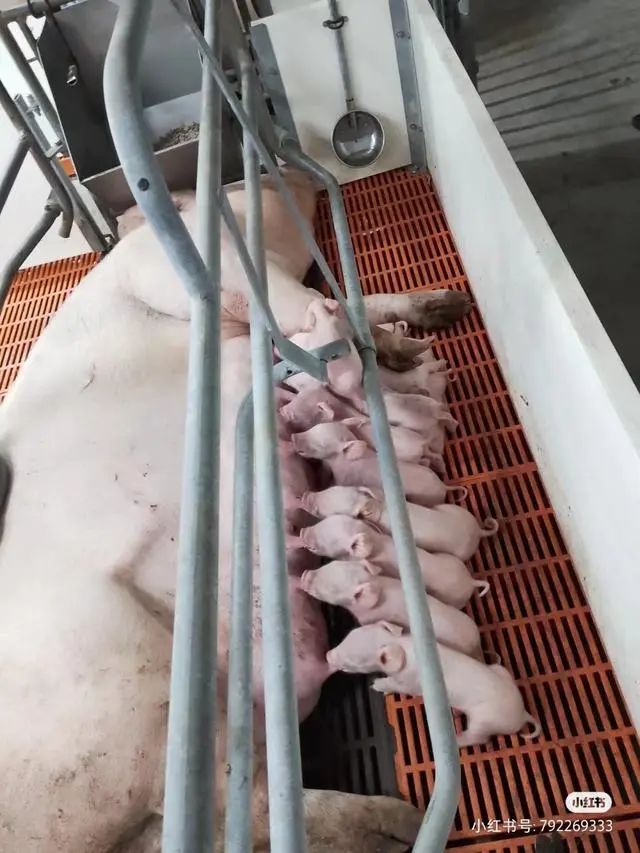 猪场新员工离职率达100%？32岁女程序员来猪场一个月便离职了...