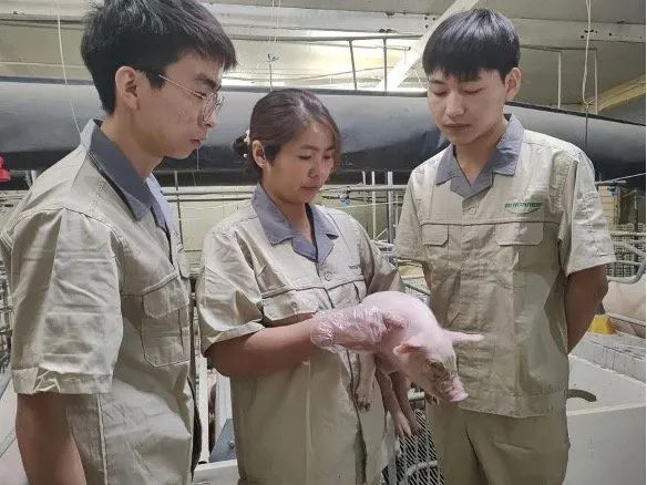 实探牧原“承包制”：有“承包人”工资从1.3万涨至3.4万，增长1.65倍