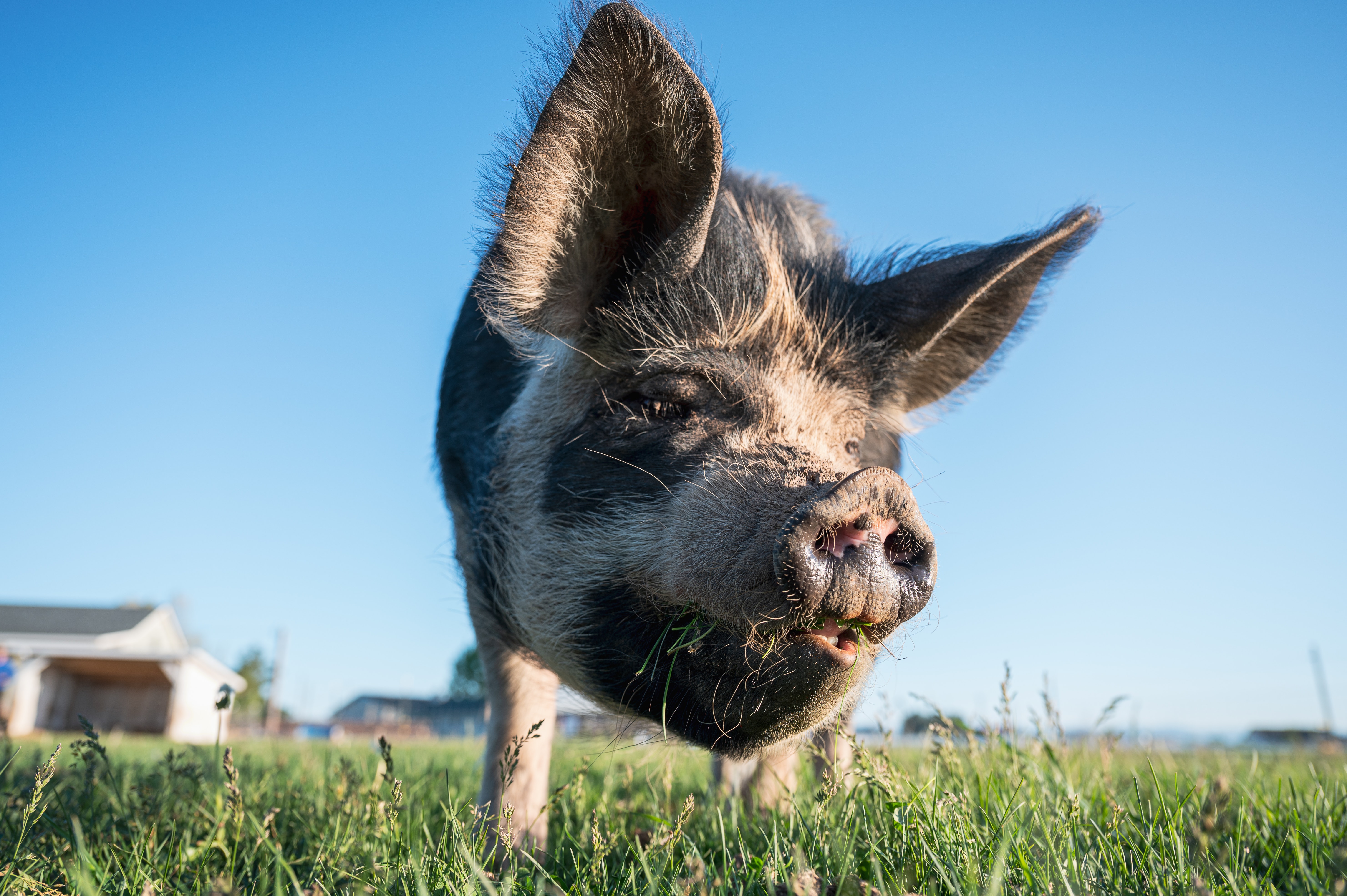 加拿大“超级猪”数量激增并传播猪瘟，美国正研究针对野猪农药
