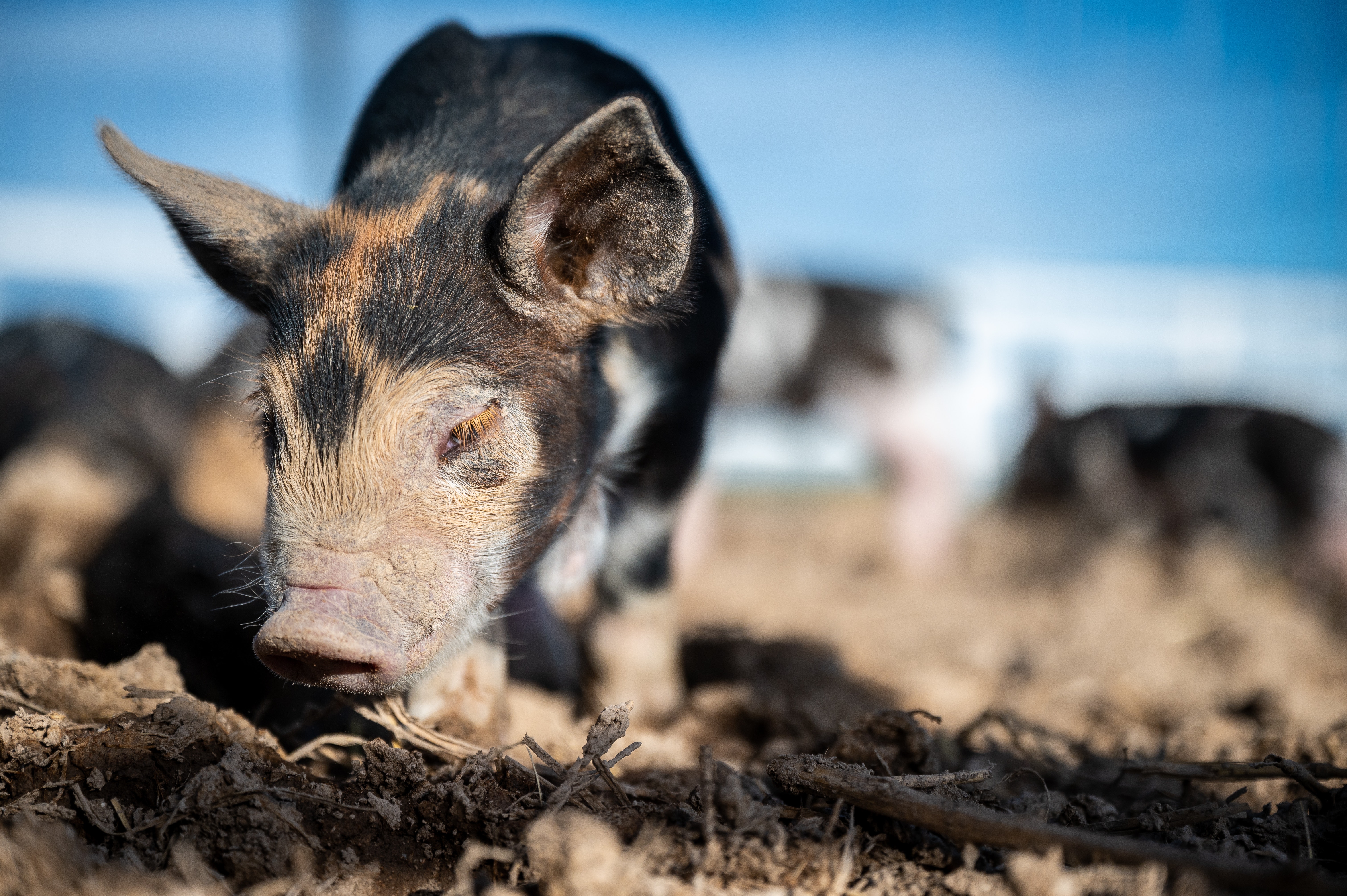 重庆生猪养殖“保处联动”7步工作法在全国进行推广