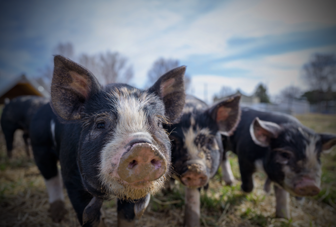 “禁调令”来了！东部六省禁止部分生猪调入育肥