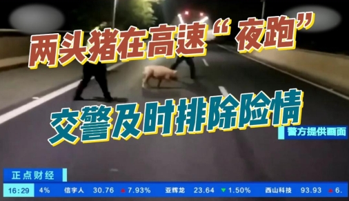 近日夜晚有两头猪在高速公路上狂奔！交警及时排除险情！