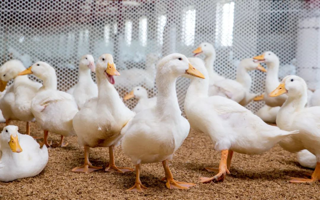 重磅！新希望聚焦“饲料+养猪”核心产业，引入中牧集团做强禽产业