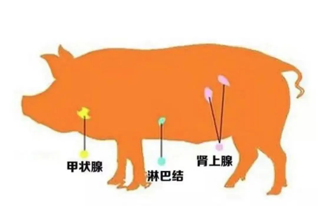 曝光！广东博罗肉类联合加工厂员工将“三腺肉”卖给早餐店！官方回应了