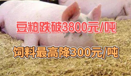 豆粕跌破3800元/吨！饲料最高降价300元/吨！