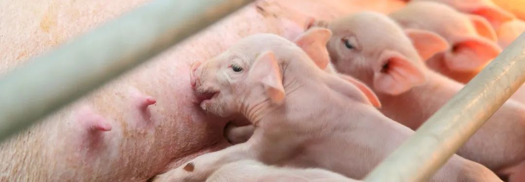 超级XPC！微营养对高产母猪健康和生产性能的影响