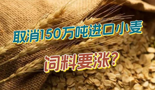 重磅！取消150万吨进口小麦，饲料要涨？