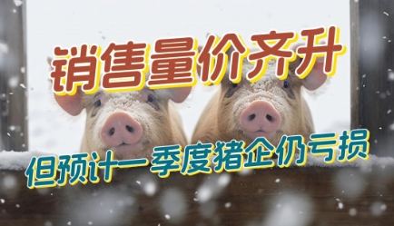 3月生猪销售量价齐升！但第一季度预计仍继续亏损！