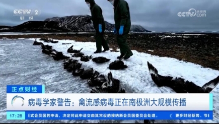 病毒学家警告：禽流感病毒正在南极洲大规模传播！