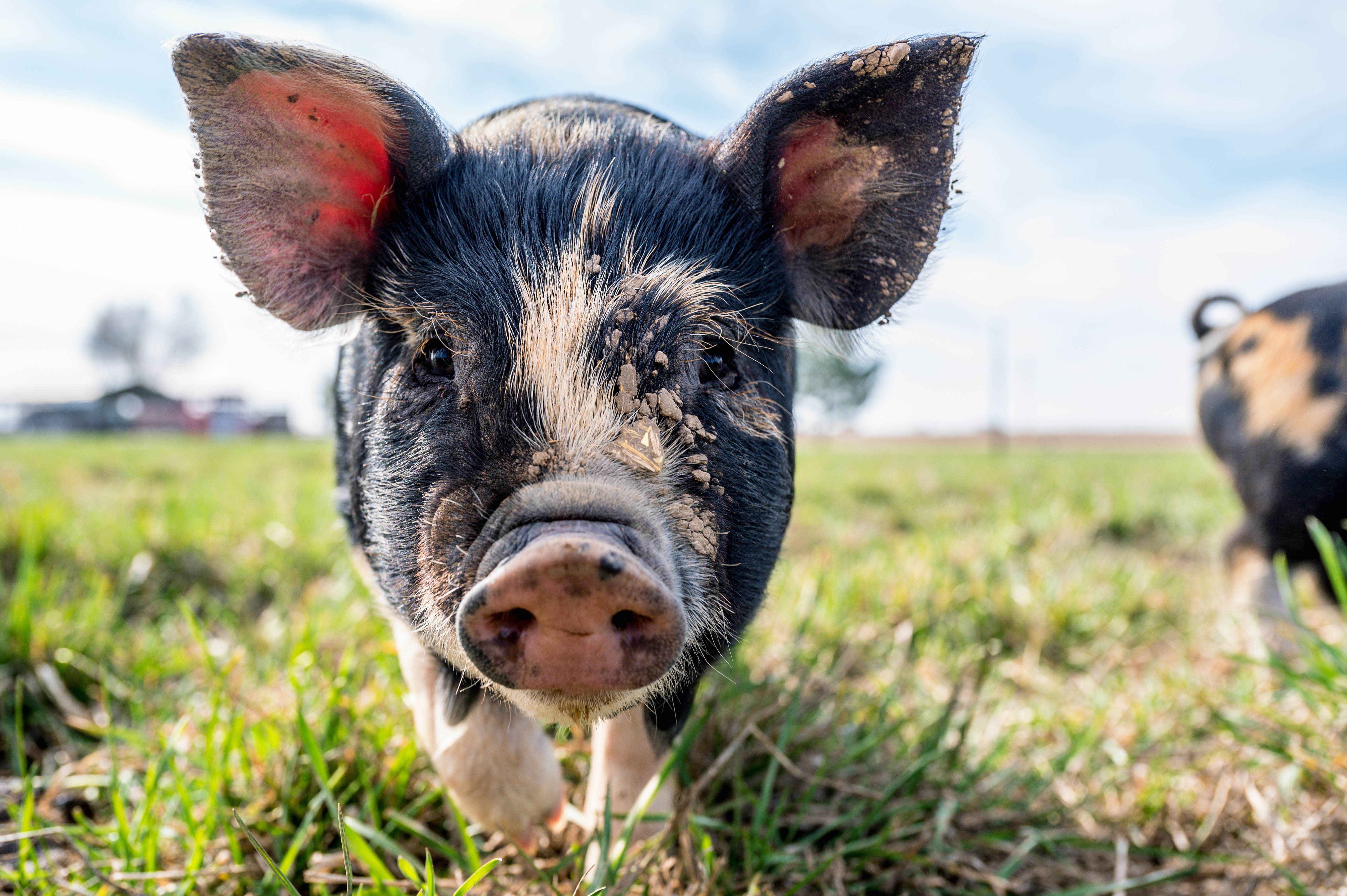 热点解读：猪价反弹，生产端盈亏情况如何？