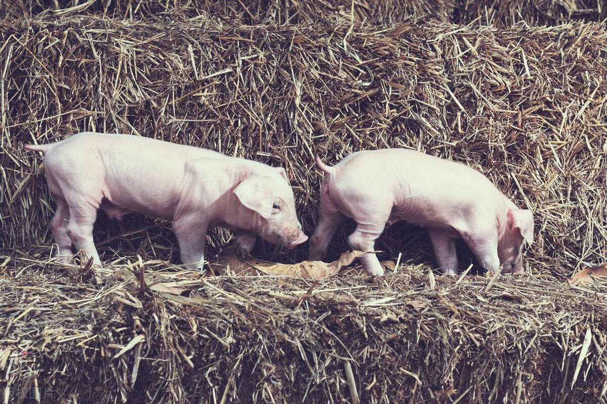 淡季不淡体现生猪产能优化