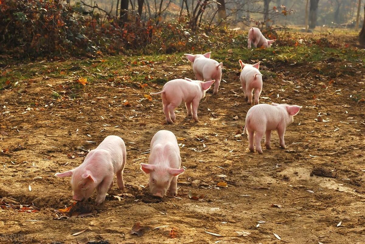 罗牛山：4月生猪销售收入1.11亿元