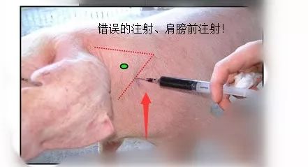 猪肌肉注射的正确位置，养猪人你学会了吗？