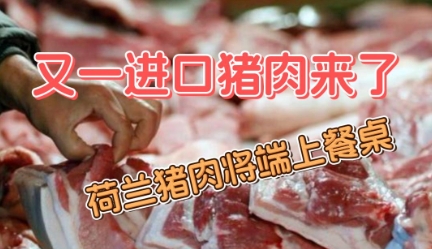 又一进口猪肉来了！允许符合相关要求的荷兰猪肉进口！