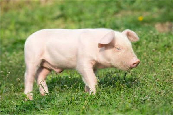 本周生猪均价环比上涨1.8% 二次育肥补栏情绪升温