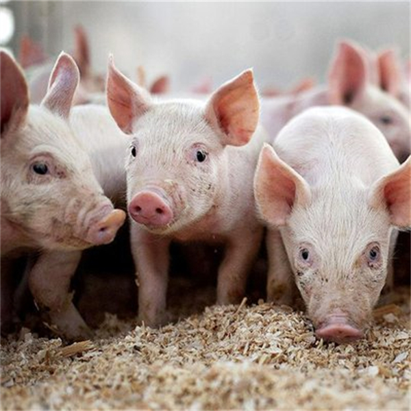 全球养猪巨头2024年榜单揭晓：扬翔、唐人神、神农等企业上榜