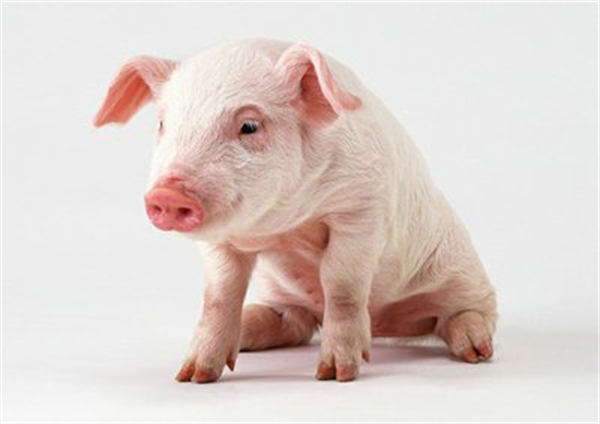土霉素巧治5种猪病，学到了！