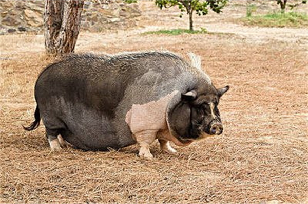 夏季猪场如何防控猪弓形体病？