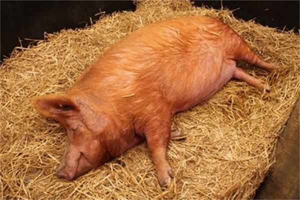 猪场该如何更好、彻底地消除病原菌？