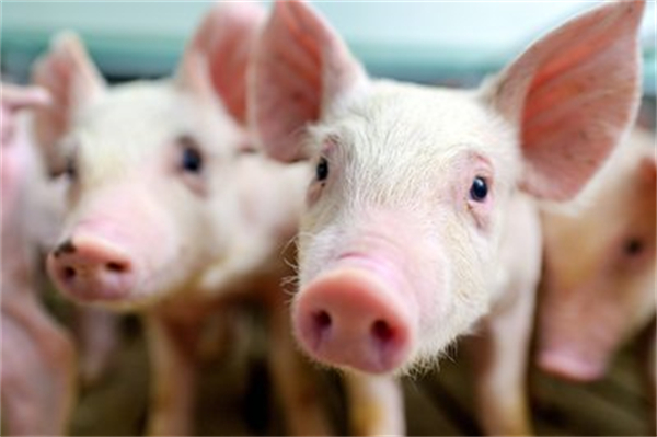 猪价连续4个月回升，预计全年猪价水平将好于去年