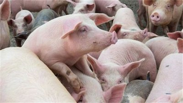 龙大美食养殖团队赴蜀芯猪公司实地调研黑猪养殖