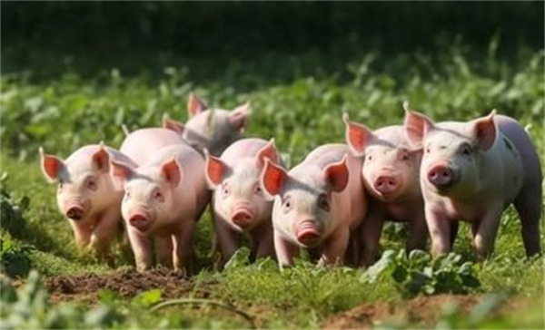 猪价下跌持续时间或较短，主线仍然上涨？