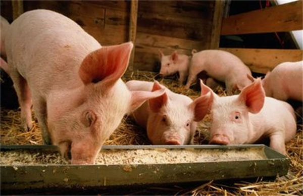 猪价企稳回升 养殖企业盈利能力修复