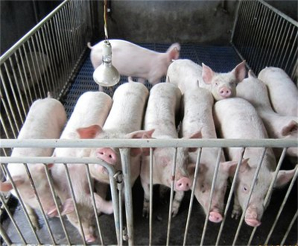 控制这两大疾病，可以快速降低母猪异常淘汰比例？