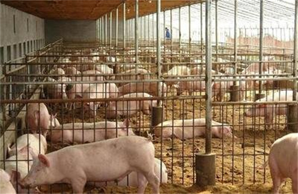 掌握牲猪生长规律，在短时间内育成肥猪，才能获得较高的养殖回报