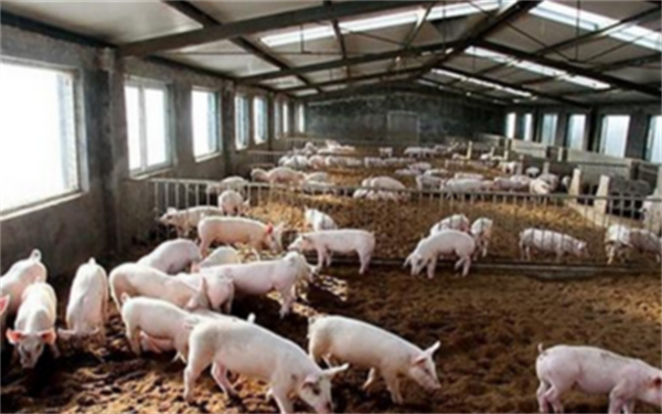 猪消化不良的病因找到了，如何防治？