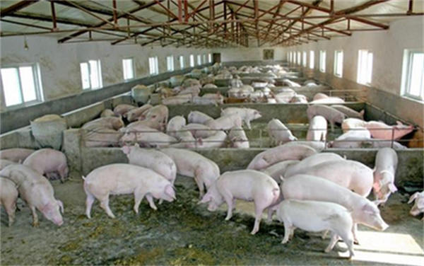 生猪养殖进入全行业盈利期