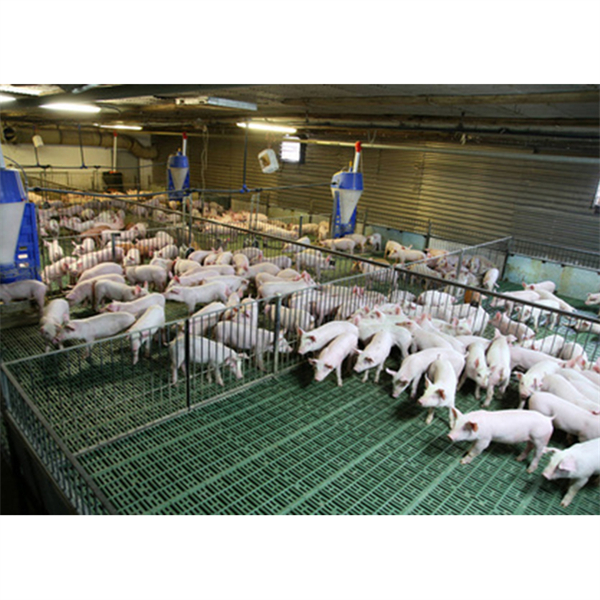 上市猪企业打响“成本战”！生猪养殖行业“成本竞争”将愈加激烈
