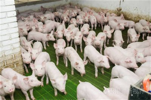 巨星农牧与广西百色市田阳区合作建设1万头种猪项目