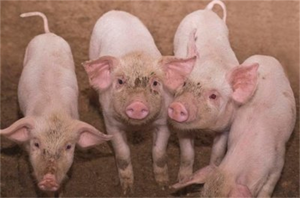 本周生猪均价环比涨超8% 机构称6月生猪盘面或高位震荡