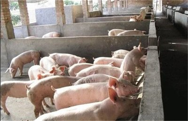 猪价上涨！养殖企业、散户、二次育肥者在上半年均实现阶段性盈利