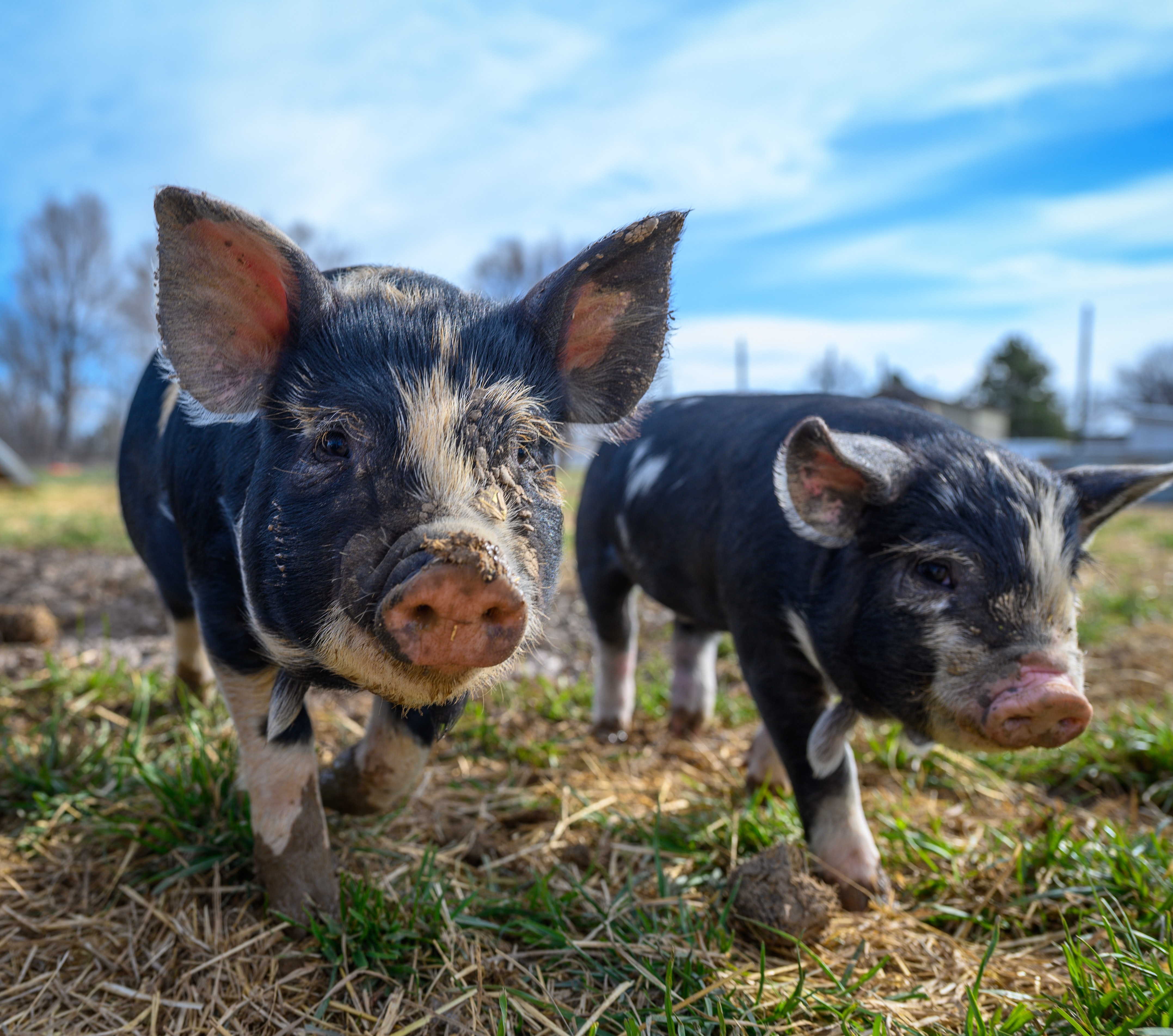 农业农村部：生猪生产形势总体向好，养殖场户积极补栏增养
