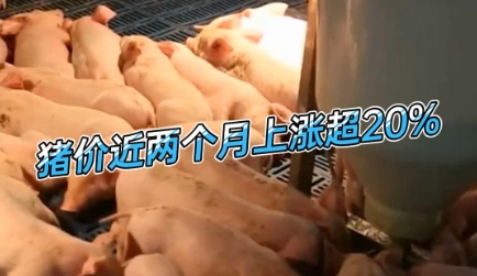 猪价继续上行，近两个月上涨超20%！