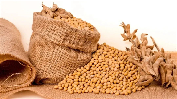 现货压力仍需消化 短期豆粕价格弱势难改