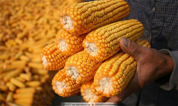 如何用好玉米？不同品质玉米储存品质变化分析及控制