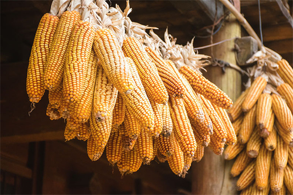 美国玉米种植面积调高150万英亩，出口销售略有改善