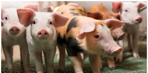 猪肉涨出新高 新一轮猪周期要来了吗？