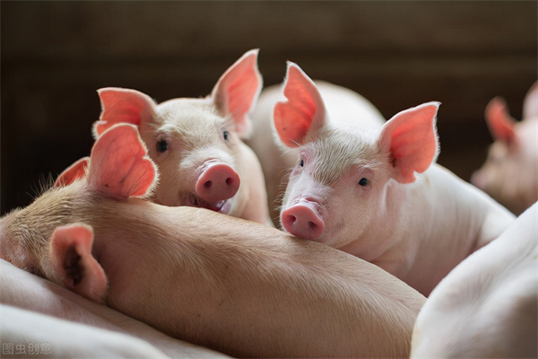 牧原股份：上半年累计生猪销售收入560.22亿元，6月销售生猪收入107.1亿元