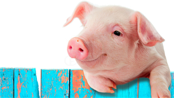 二次育肥补栏仍是破题关键，预计7月猪价或先跌后涨